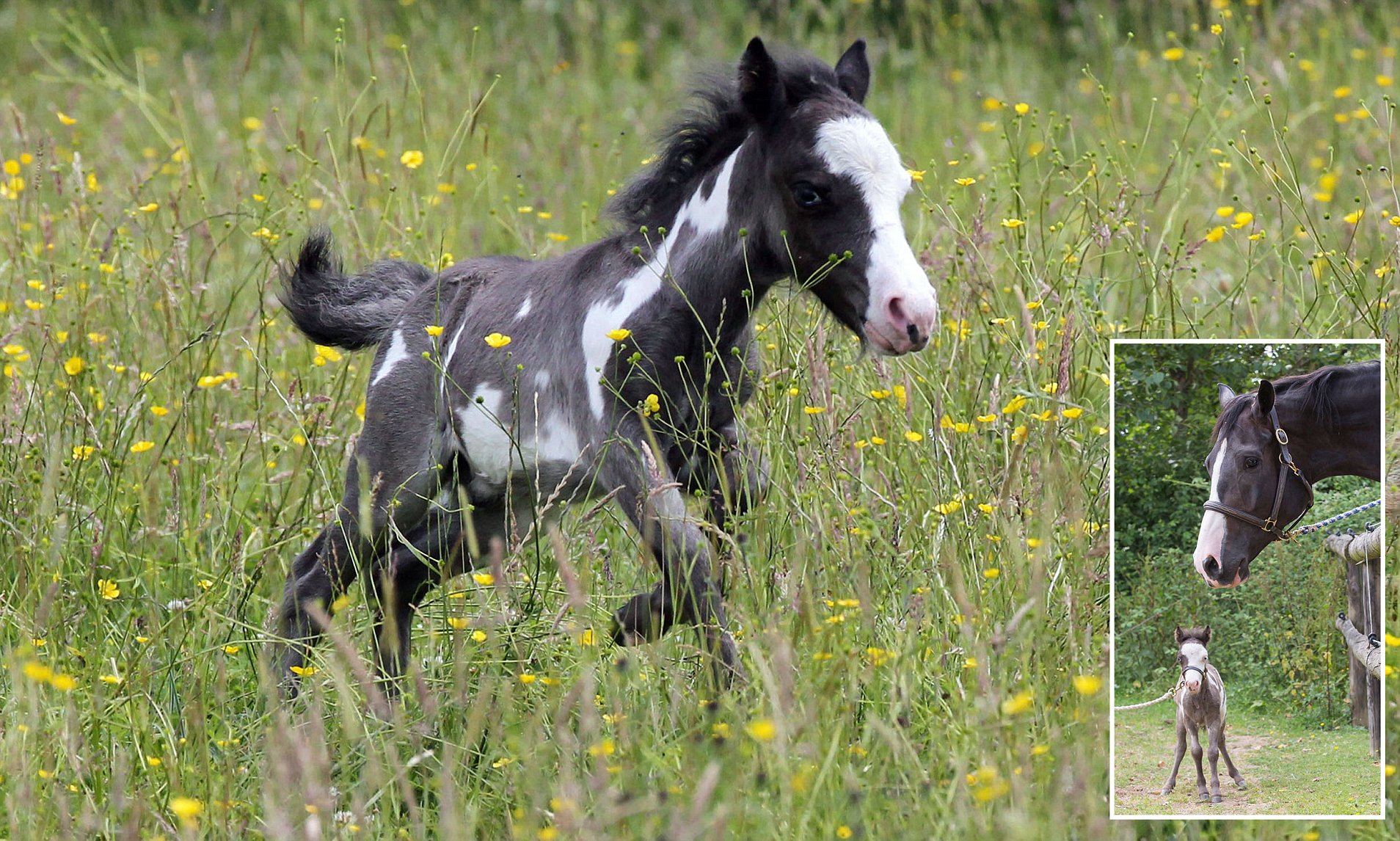Meet Microdave, The UKs Smallest Horse